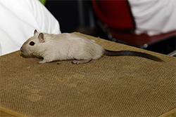 Mongoolse gerbil, Siamees