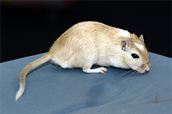 Mongoolse gerbil, White Spotting