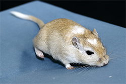 Mongoolse gerbil, White Spotting