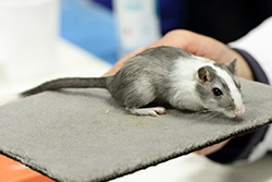 Mongoolse gerbil, White Spotting