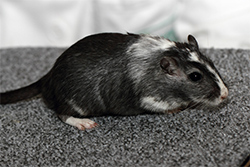 Mongoolse gerbil, White Spotting