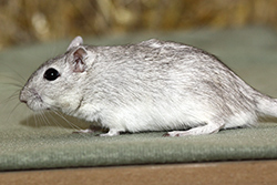 Mongoolse gerbil, zilver-agouti