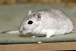 Mongoolse gerbil, zilver-agouti