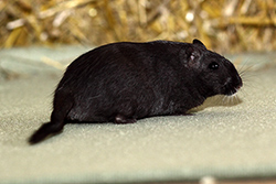 Mongoolse gerbil, zwart