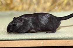 Mongoolse gerbil, zwart