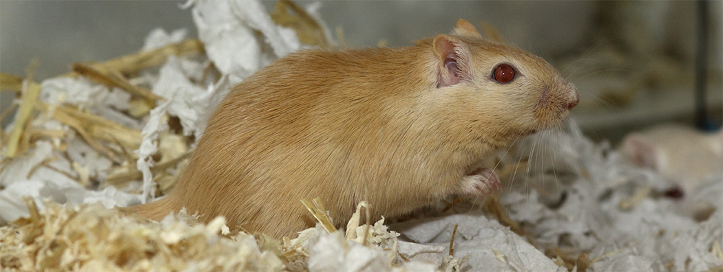 Mongoolse gerbil nestmateriaal