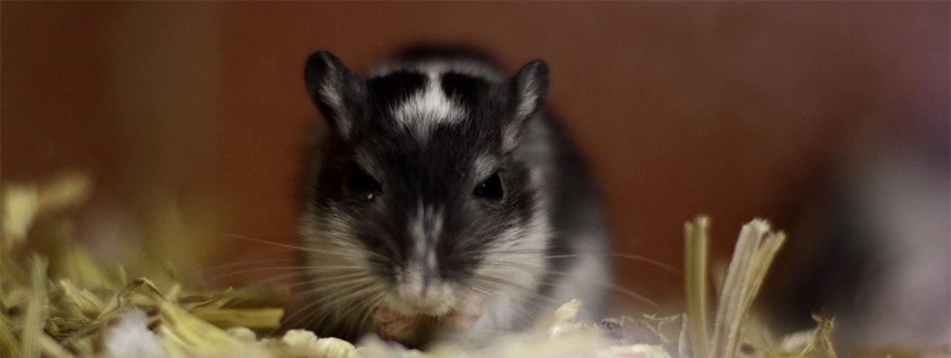 Mongoolse gerbil aan het wassen