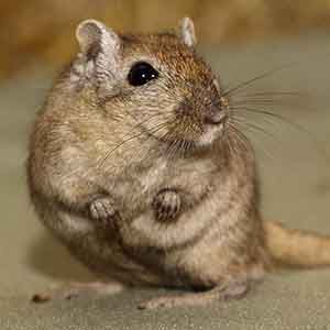 Mongoolse gerbil