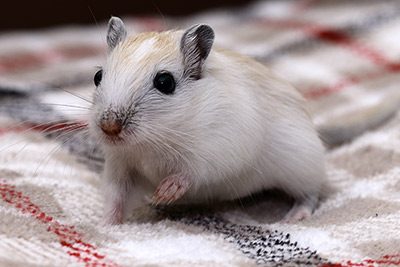 Mongoolse gerbil kindje